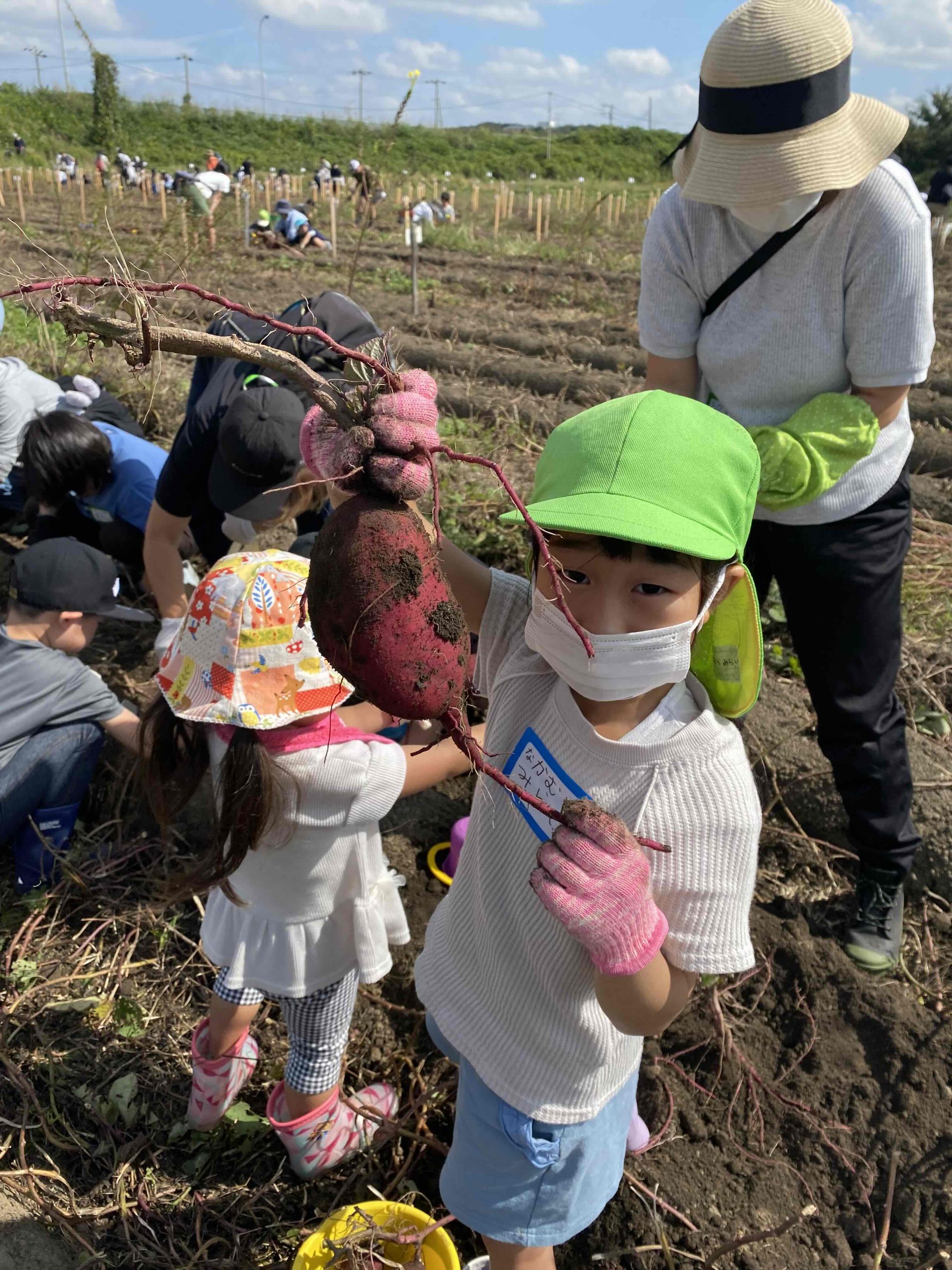 10月14日  サツマイモ堀り